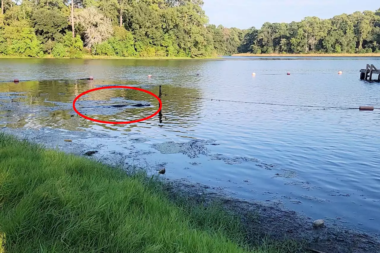 Massive alligator in ‘attack mode’ creeps up on kids in lake as parents scream