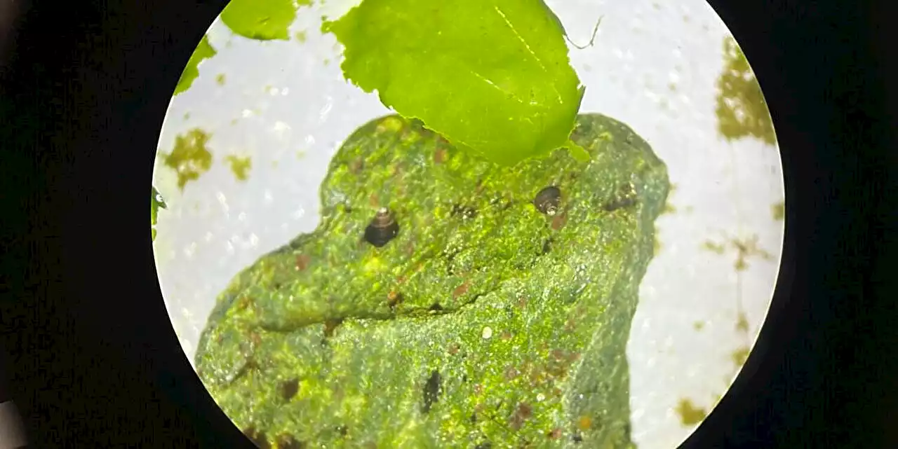 Researchers nurture periwinkles in lab for first time, look toward new aquaculture business