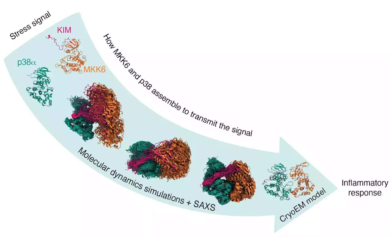 Researchers shed light on the molecular activation of the MAP kinase p38α cytokine storm 'switch'