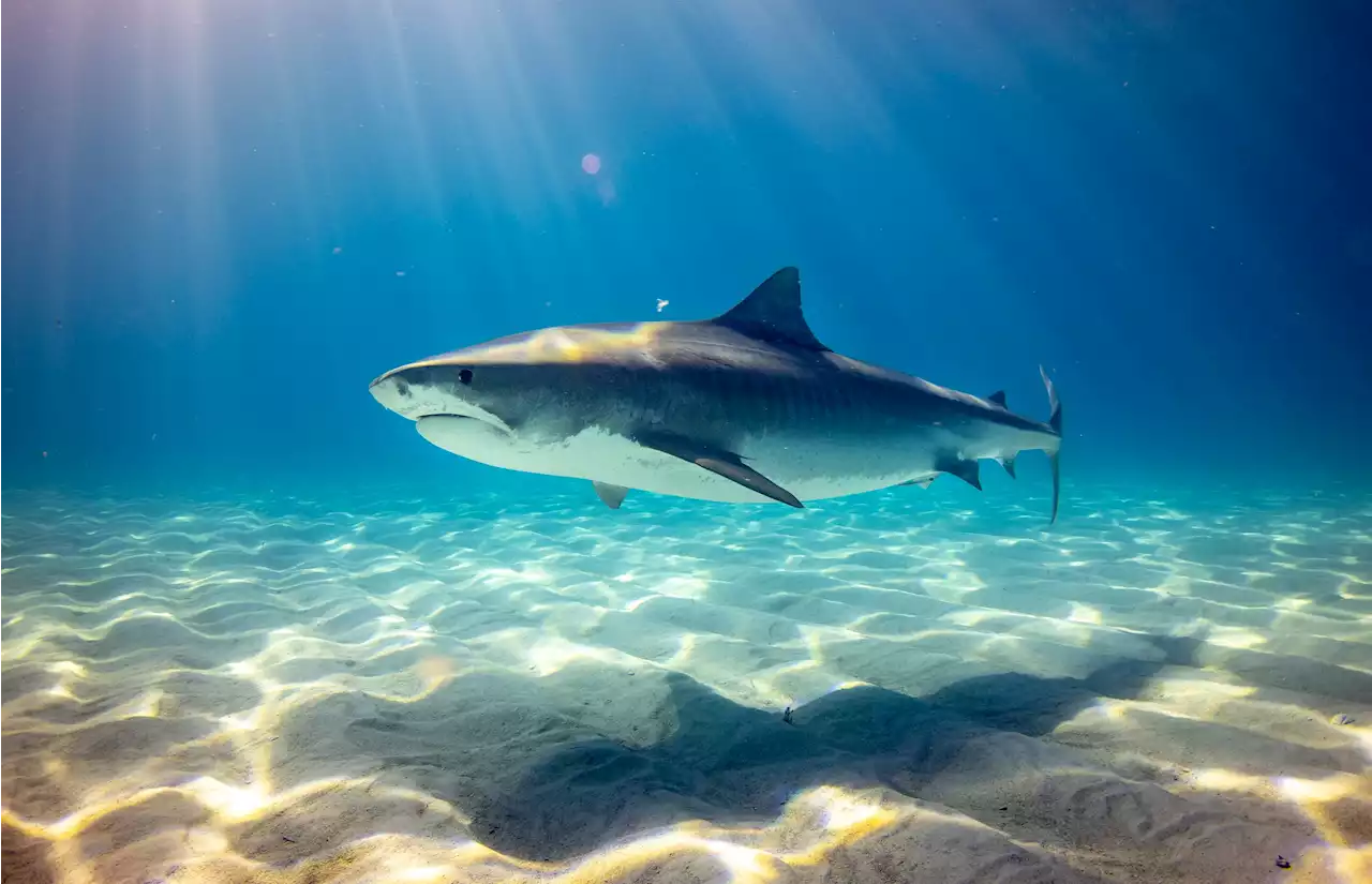 What's the real story about shark populations in New York waters?