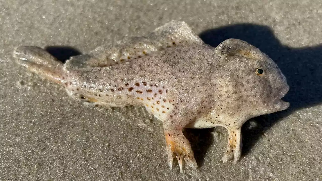 A rare fish with 'hands' is spotted in a surprising place