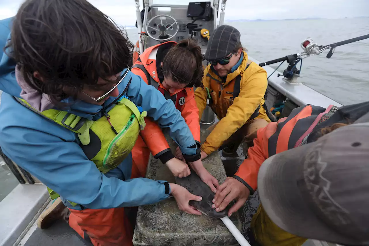 In San Francisco Bay, ecologists work to protect sevengill sharks