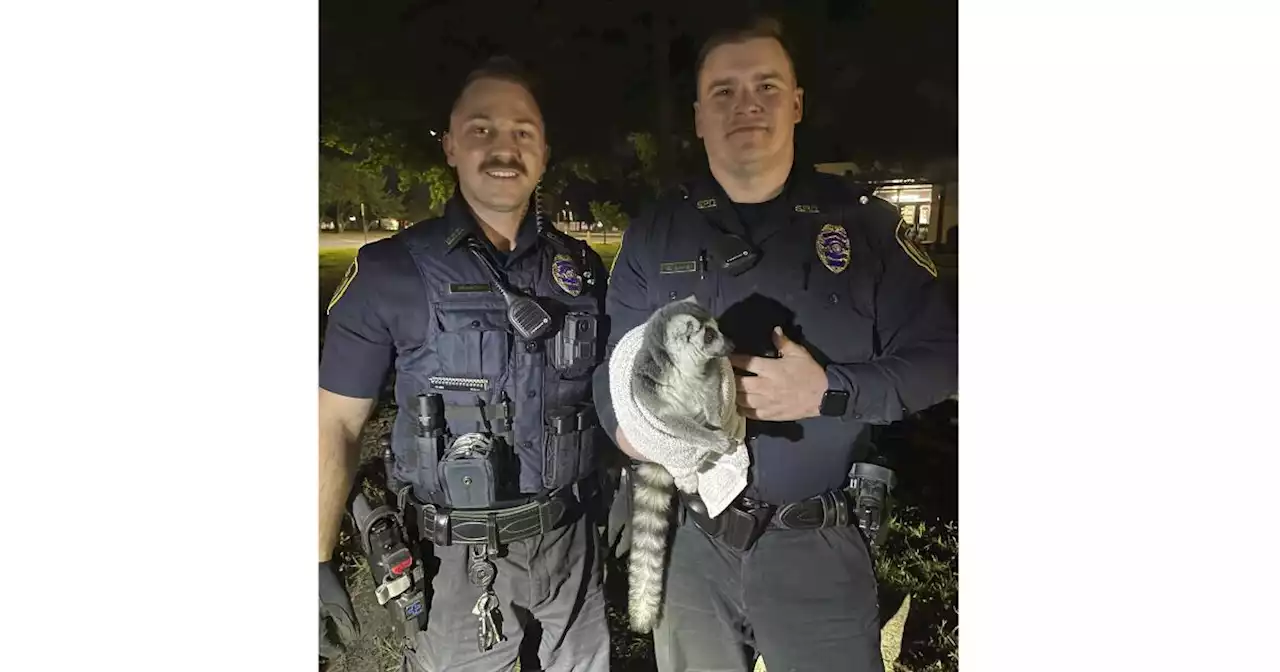 Lemur on the loose! Video shows police chasing critter that escaped in Missouri