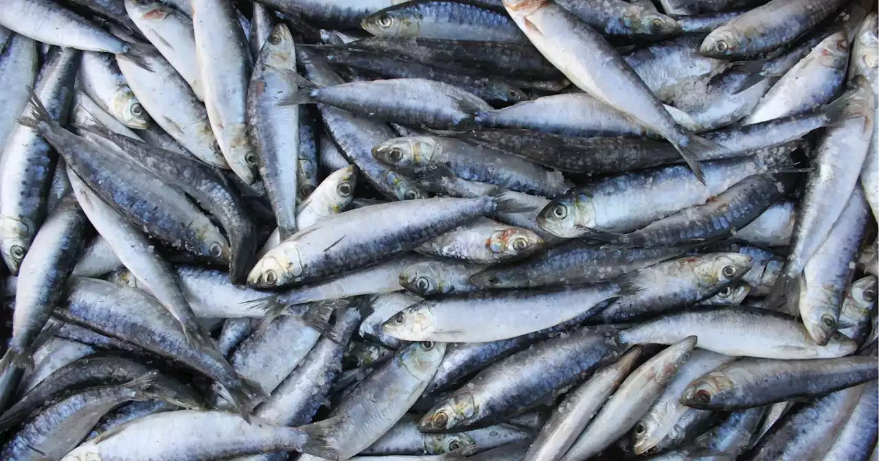 Novos limites para a pesca da sardinha já têm data para entrar em vigor