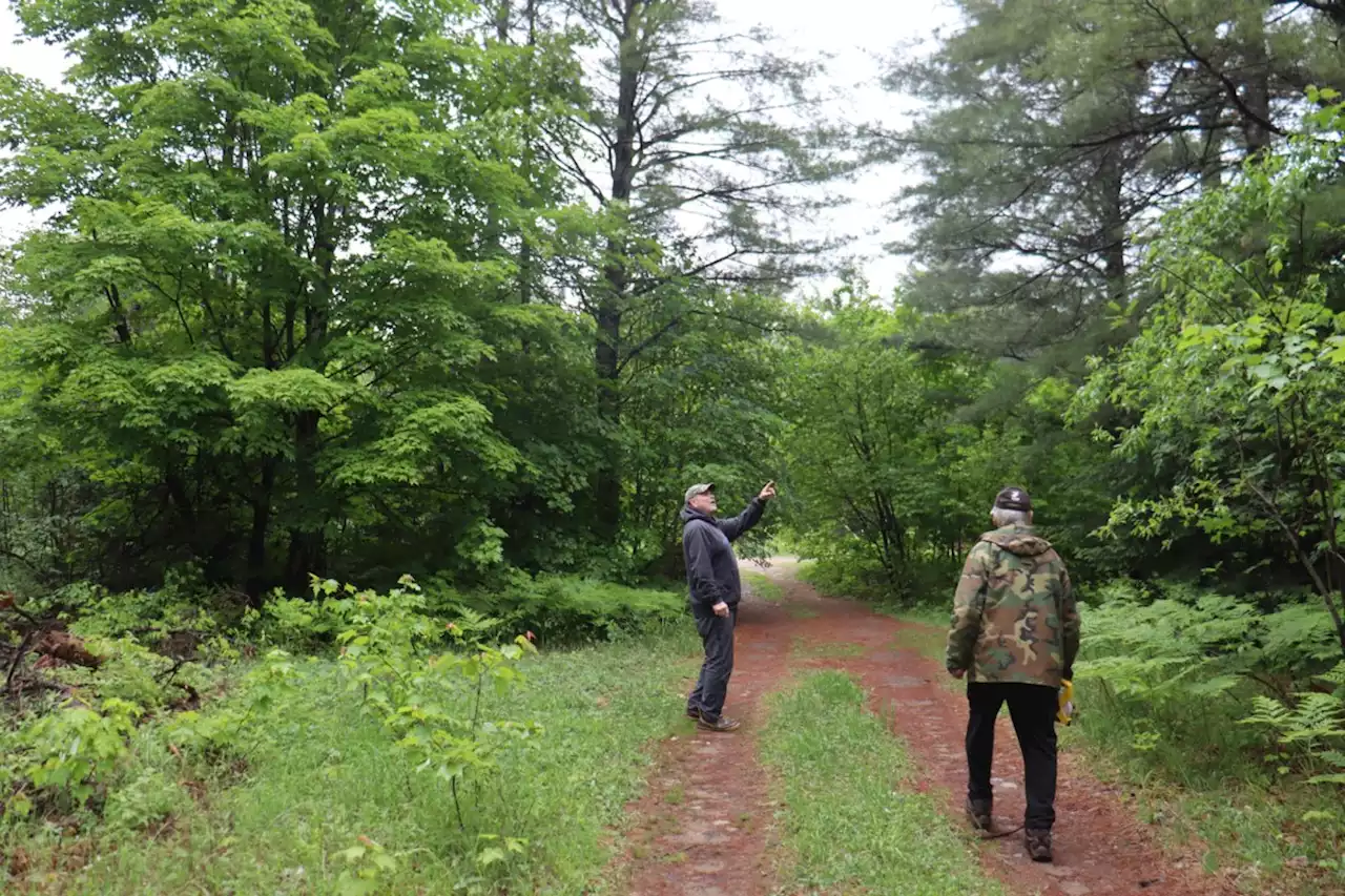 Revised Hiawatha parking lot proposal could save giant trees