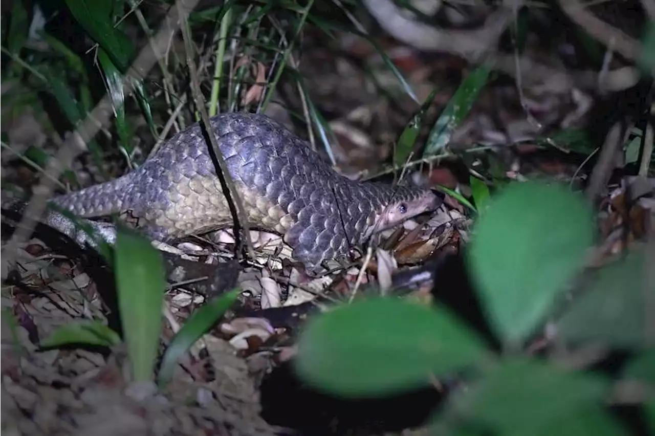 Man admits to selling a protected juvenile Sunda pangolin to NParks officer on sting operation