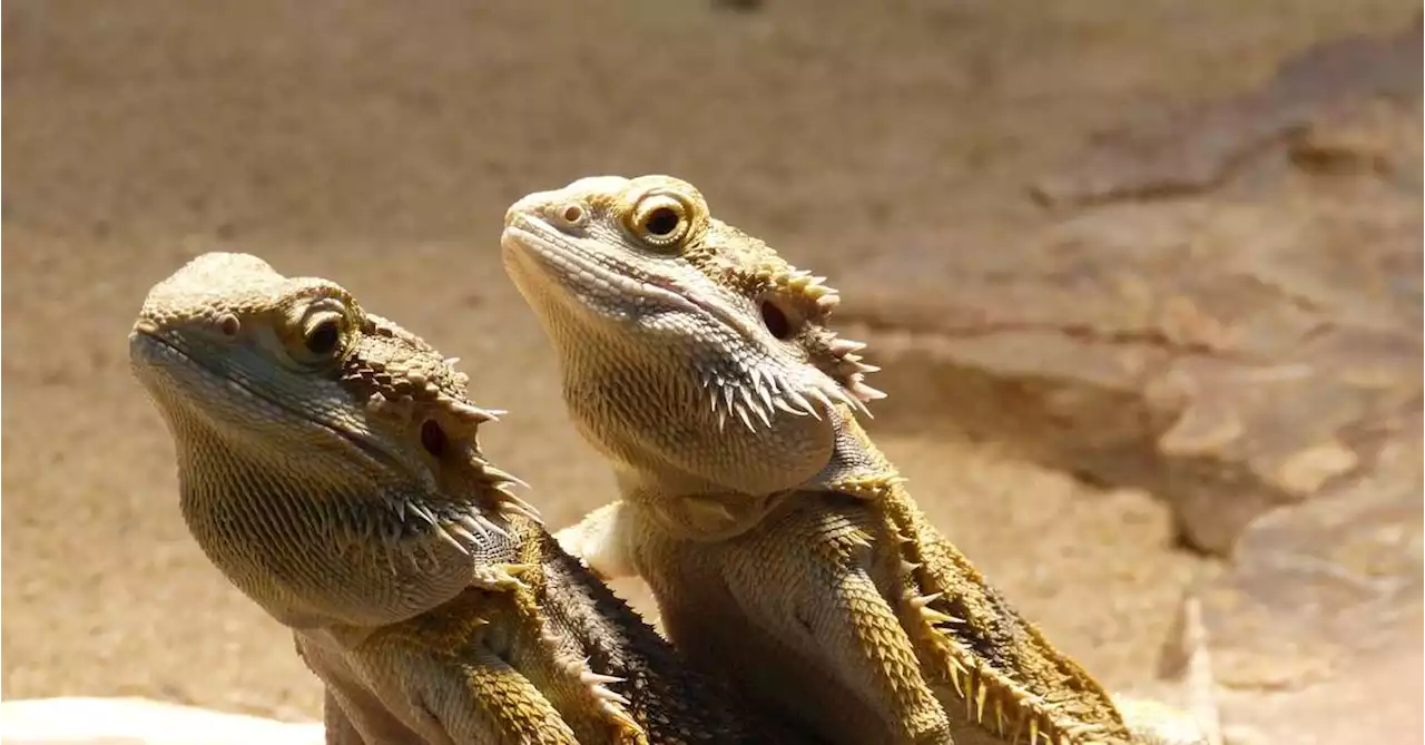 Peixes, rãs: 8 animais que podem mudar de gênero ao longo do tempo