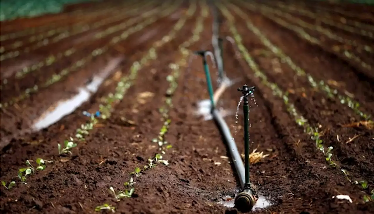 South Africa: Race-based quotas for water licences worry farmers