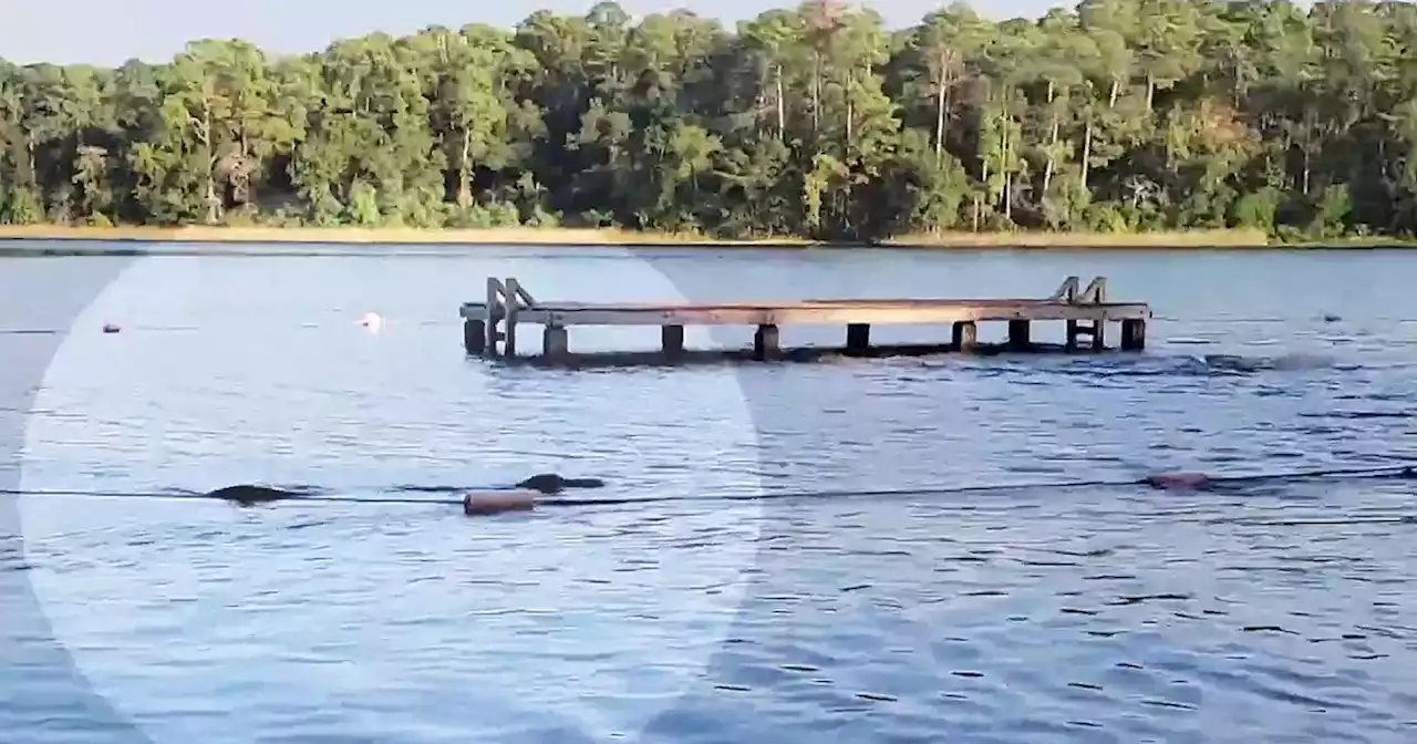 Massive alligator charges at Girl Scouts swimming in Texas lake