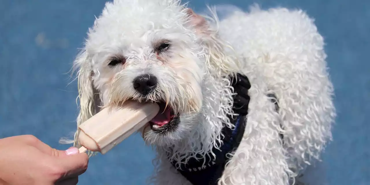 Dogs just want to have fun! Water World opening park for pups