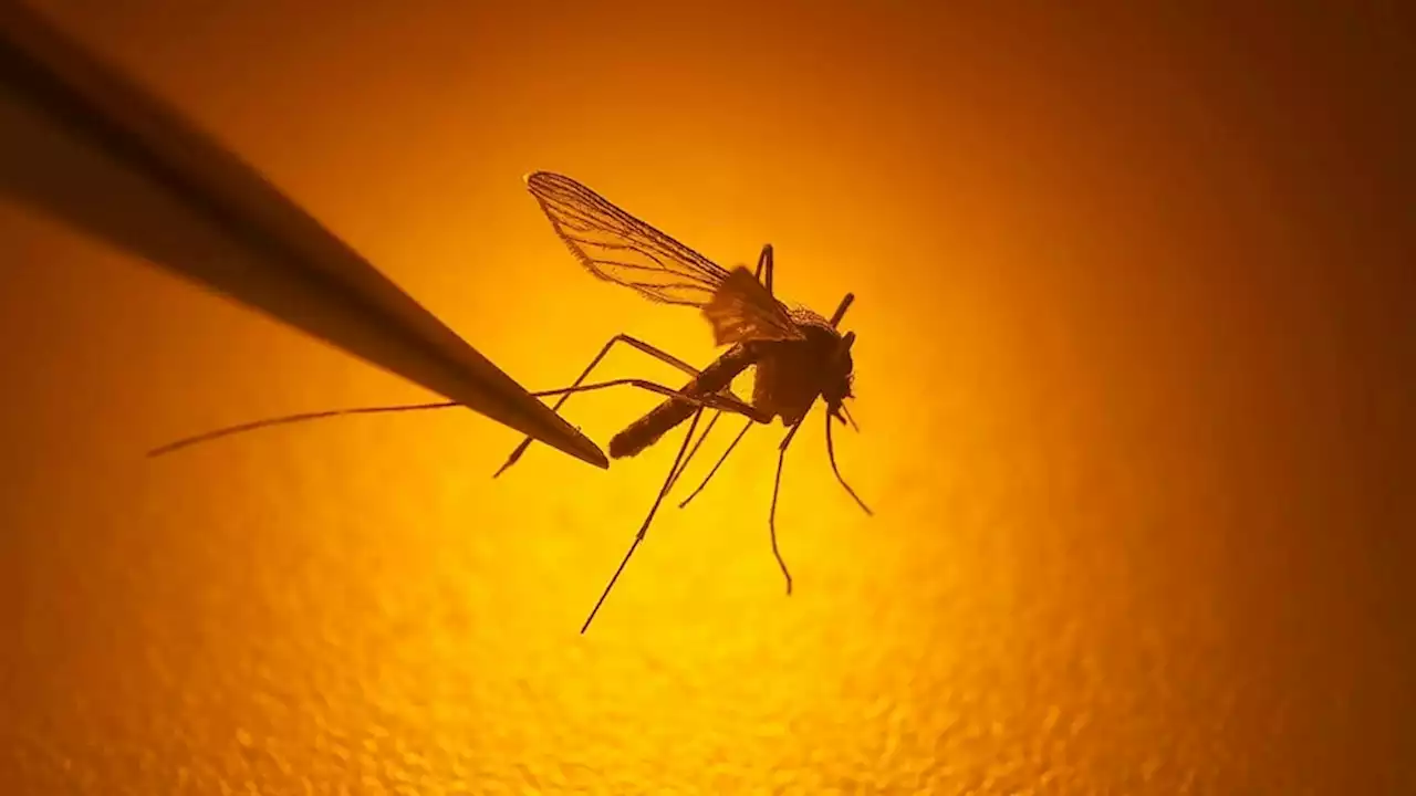 Several states issue West Nile virus alerts after detecting cases in residents