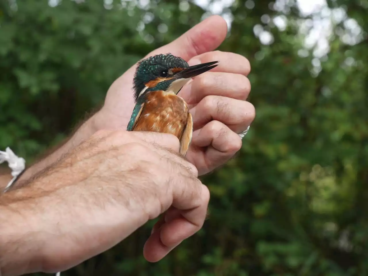 Grand format. Les migrations des oiseaux à la loupe grâce au baguage