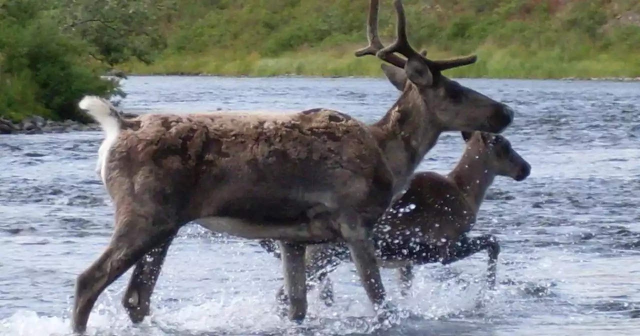 OPINION: Alaska’s game management goals for Mulchatna caribou are unrealistic