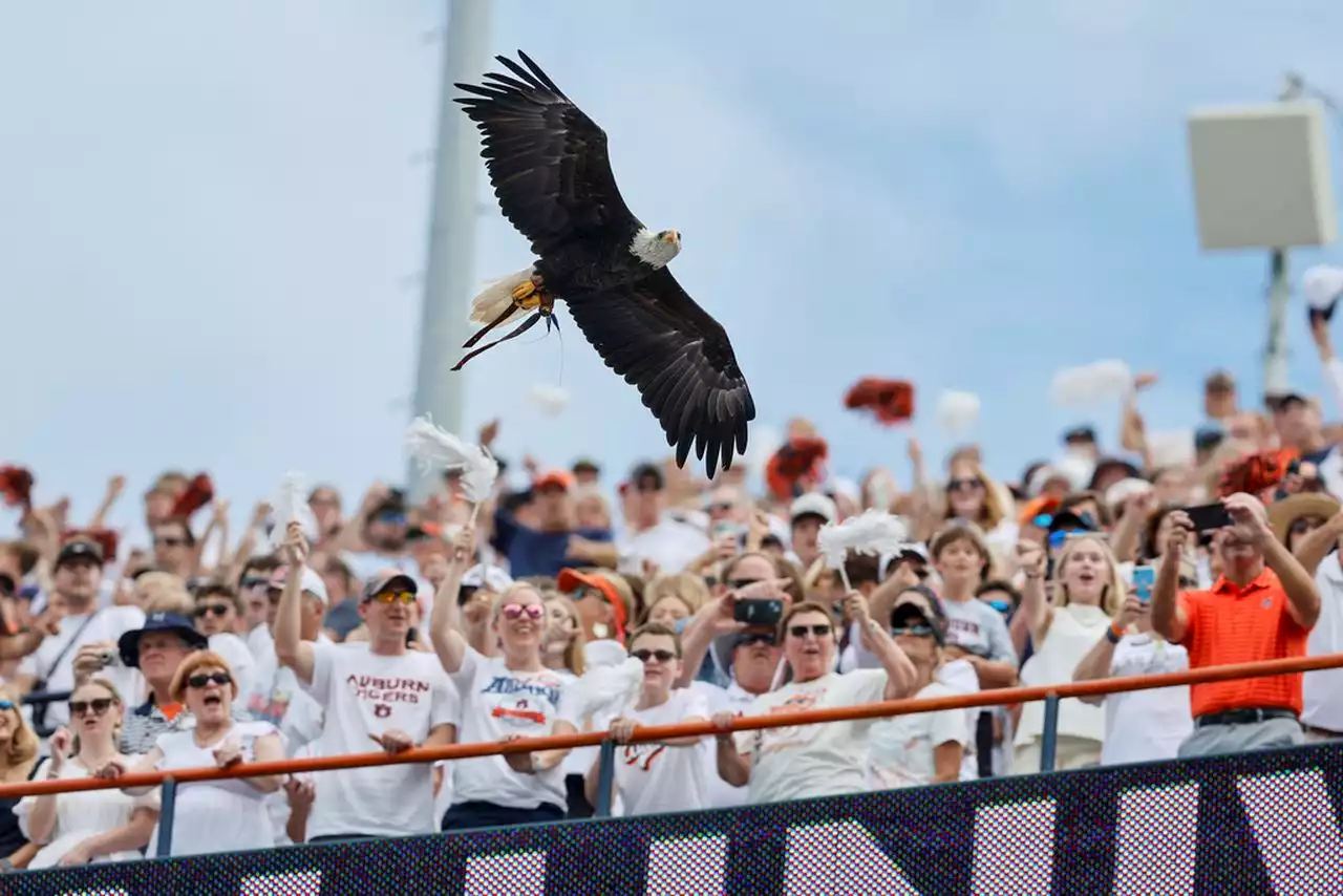 Auburn’s eagle Independence flies at Philadelphia Eagles game