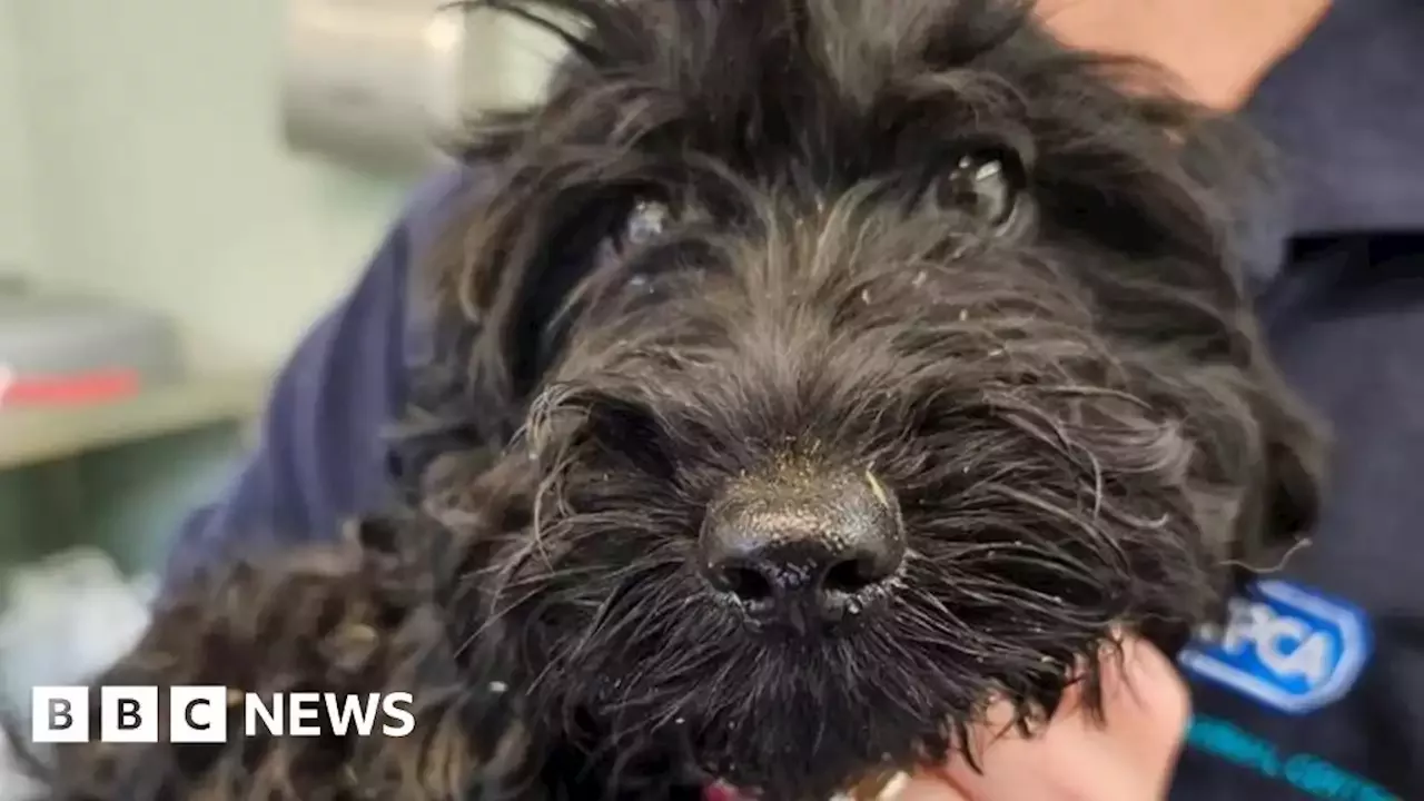 RSPCA says spate of dumped animals in Cambridgeshire is heartbreaking