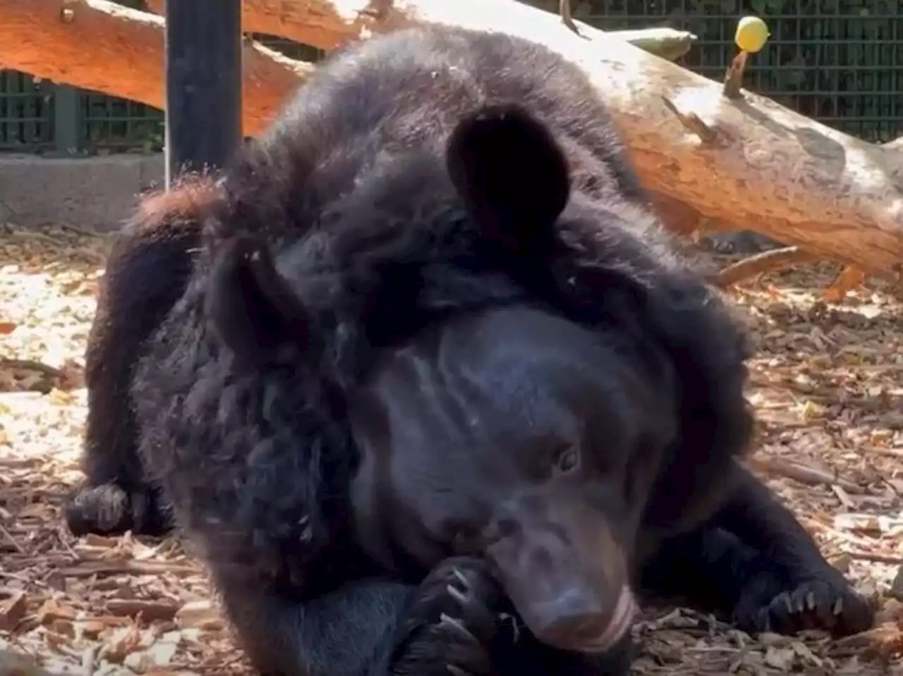 Scottish zoo will adopt Yampil the bear, rescued from Ukrainian front line