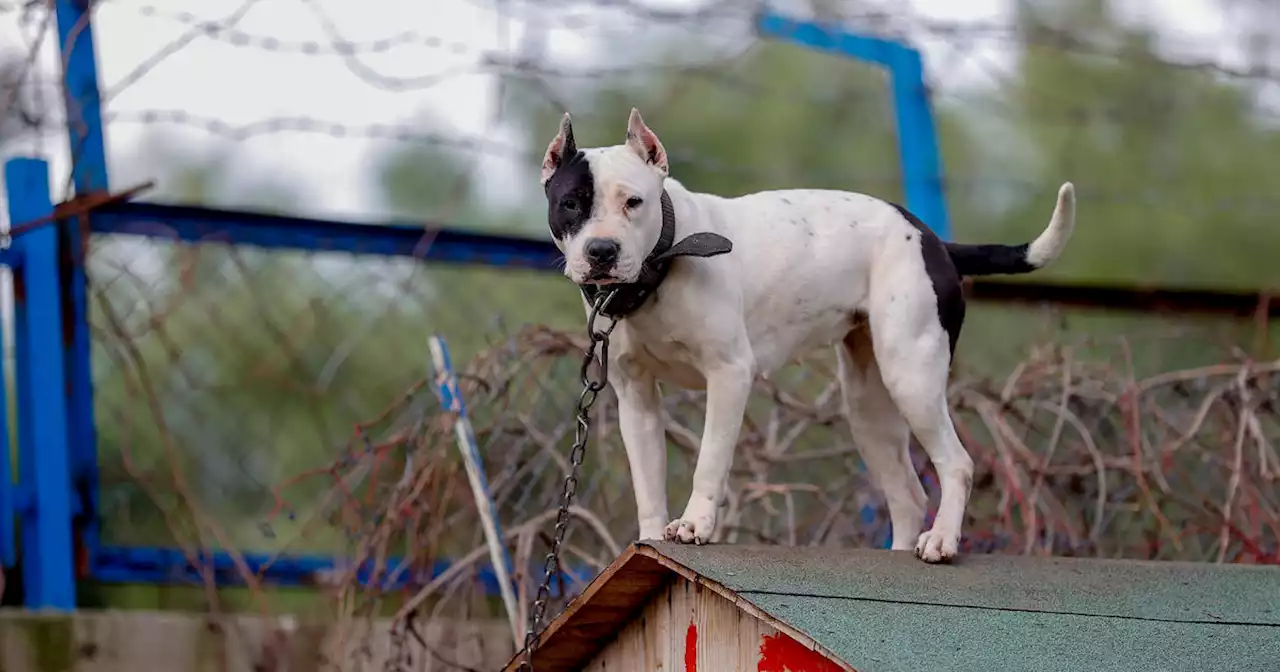 U.K. leader vows to ban American bully XL dogs after fatal attack: 'Danger to our communities'