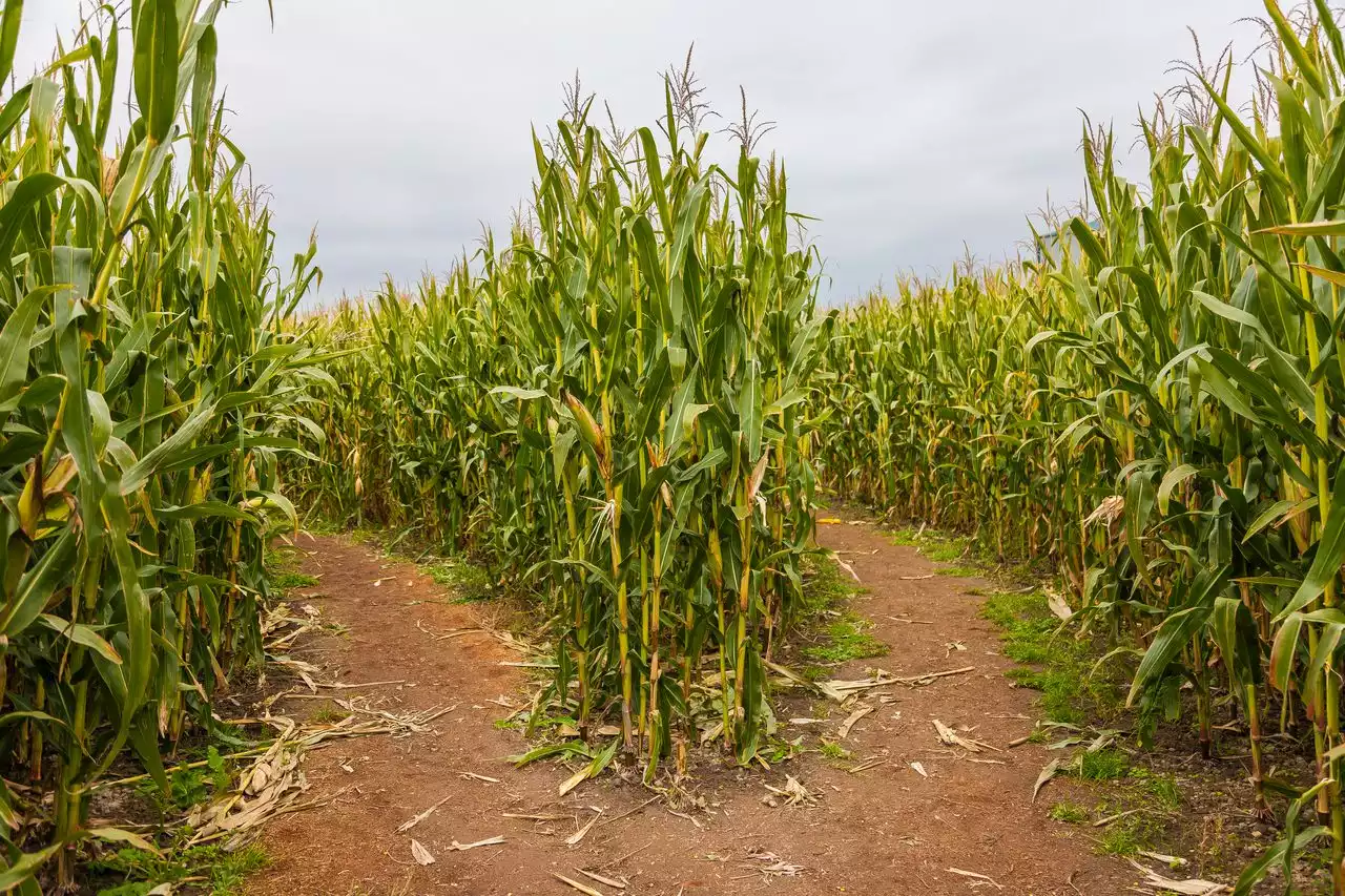 Ohio corn maze named among ‘most iconic fall activities’ to visit in U.S.