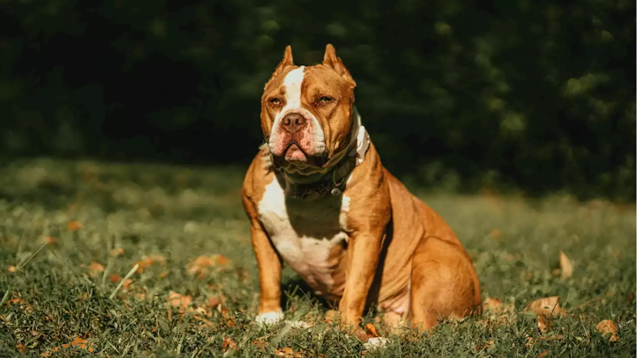 After attacks, British prime minister says American XL Bully dogs are dangerous and will be banned