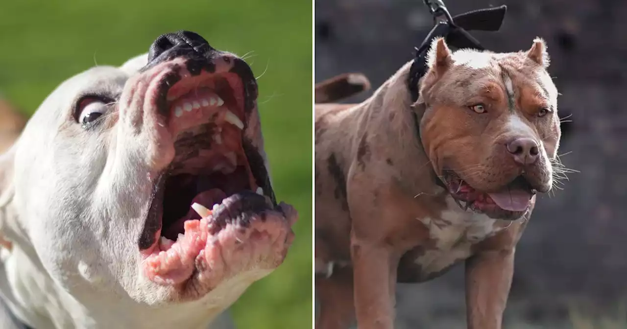 American XL bully dog breed to be banned in UK by end of year after attacks