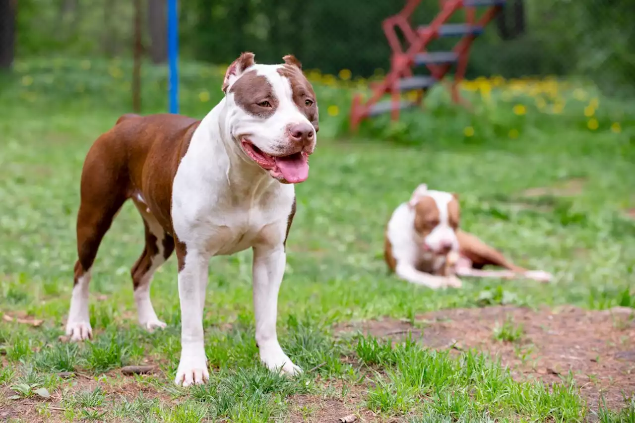 El Gobierno británico prohibirá la raza de perro American Bully XL tras varios ataques