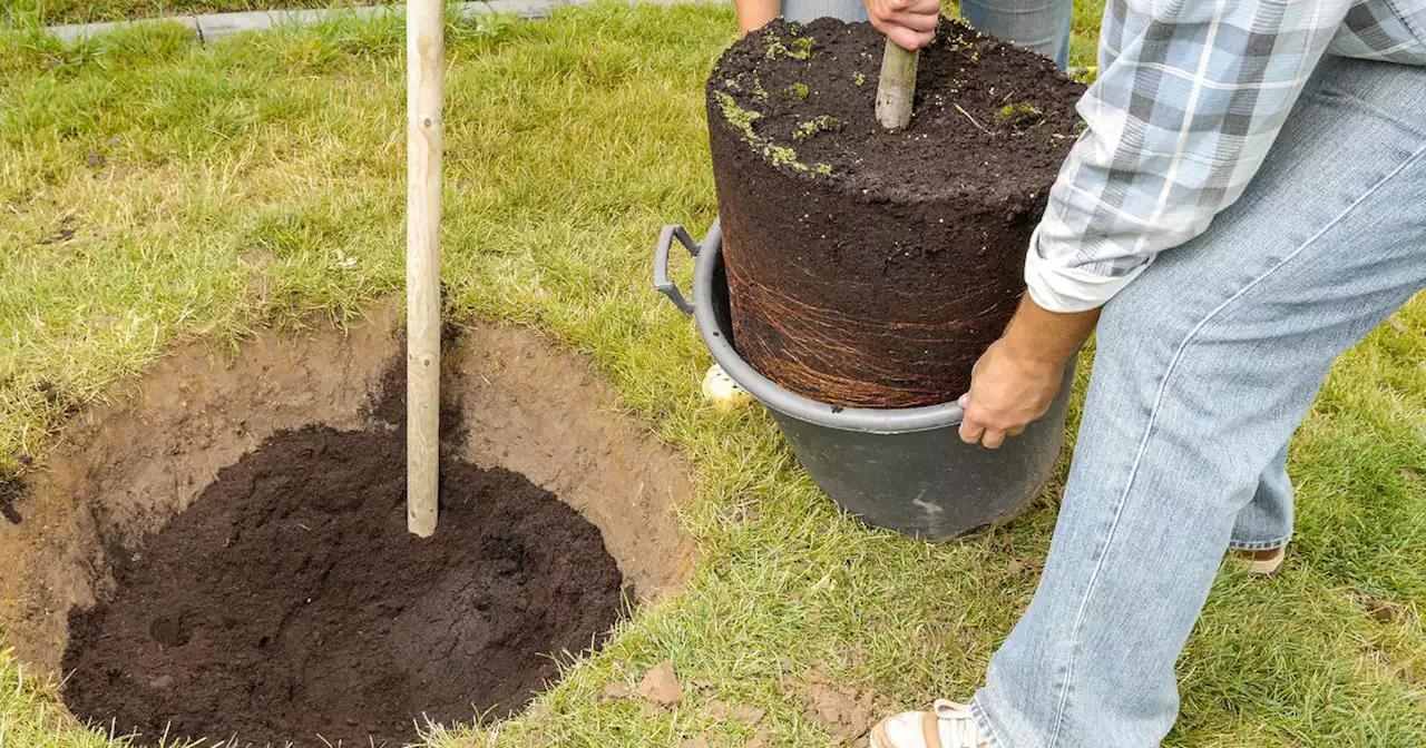 Bay Area communities receive millions in federal grants to plant trees, beat extreme heat