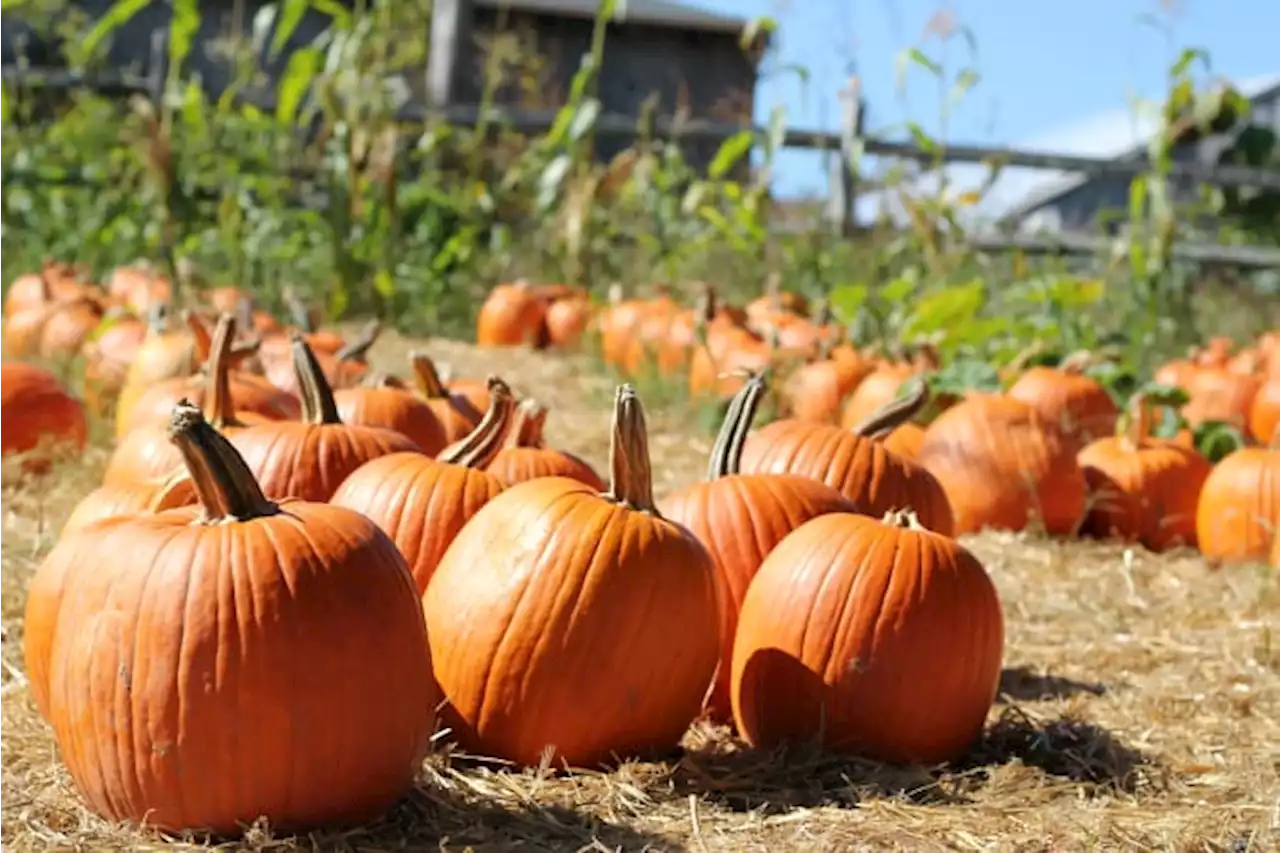 Where to go for pumpkin patches, corn mazes to kick off spooky season