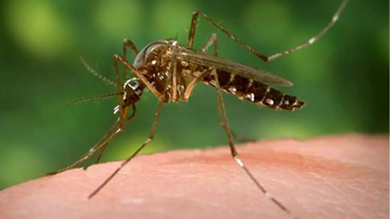 First case of West Nile virus diagnosed by Salt Lake County health officials in 2023 season