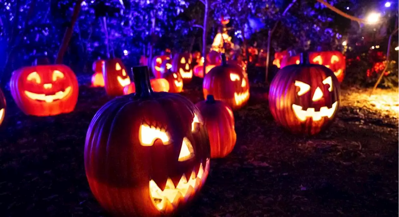 Halloween 2023: Where to find pumpkin patches in Southern California