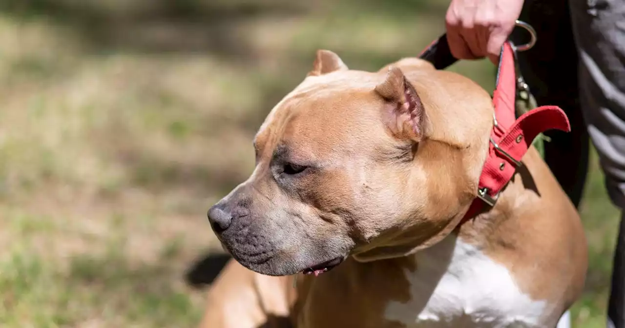 American XL bully bite strength compared to deadly animals in the wild 