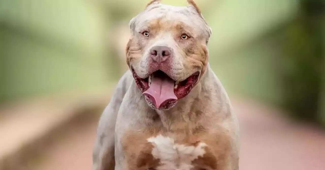 American XL bully dog to be banned in UK after string of attacks