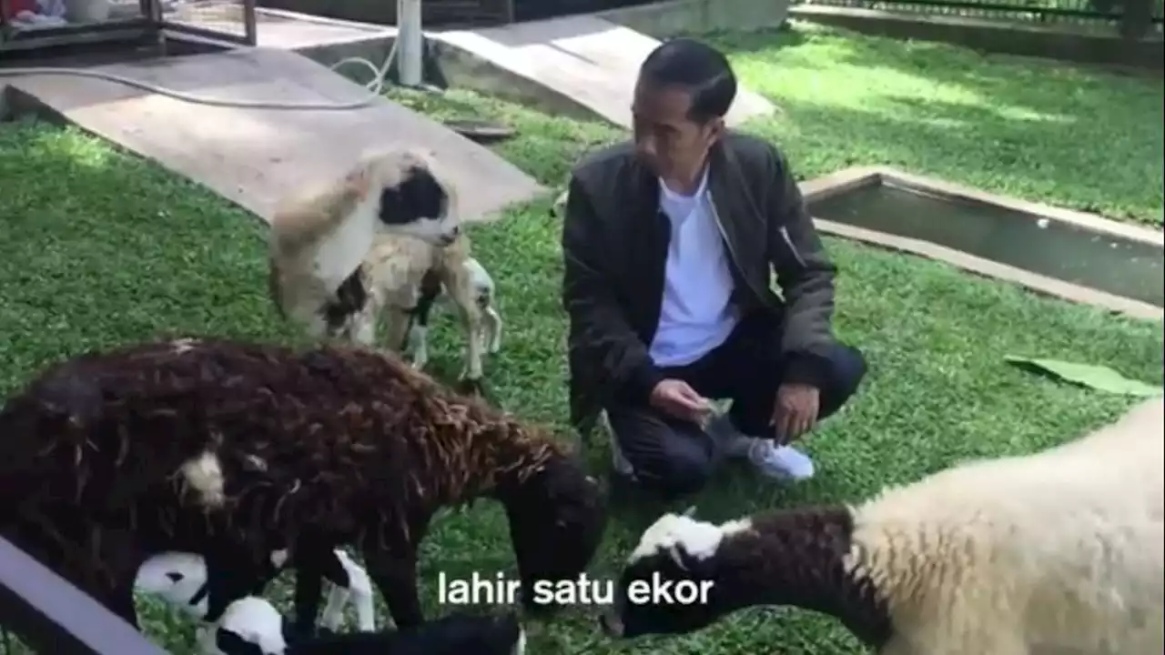 Hewan Peliharaan 7 Pemimpin di Dunia Termasuk Presiden Jokowi, Mulai dari Kambing hingga Kucing