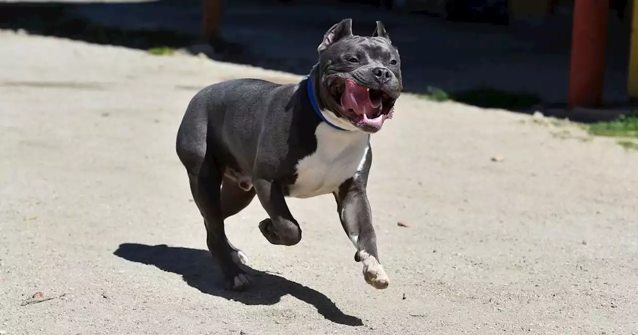 American XL bully dog to be banned in UK after deadly attacks, PM says