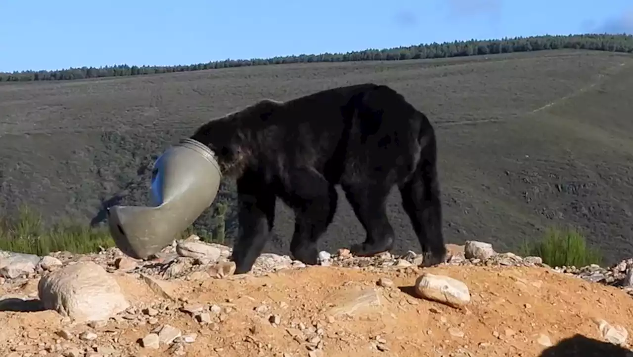 Un ours brun malchanceux sauvé après avoir eu la tête coincée plusieurs jours dans un bidon en plastique