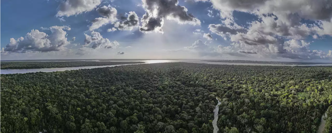 Repoblar los bosques talados con una variedad de especies arbóreas acelera su restauración