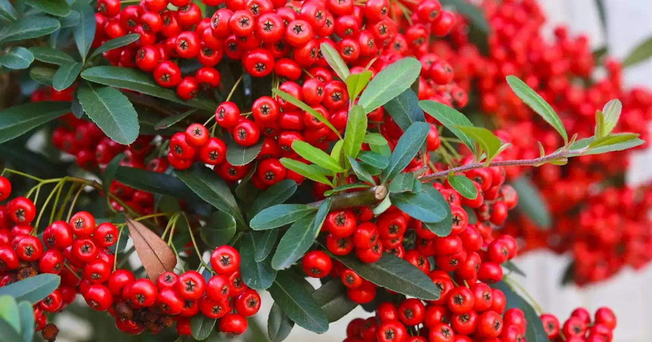 Seven poisonous plants all dog owners should avoid when going on walks