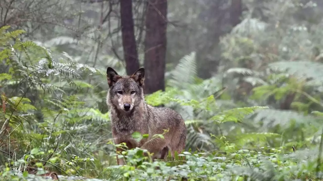 Face aux loups, les éleveurs demandent des moyens pour protéger leurs troupeaux