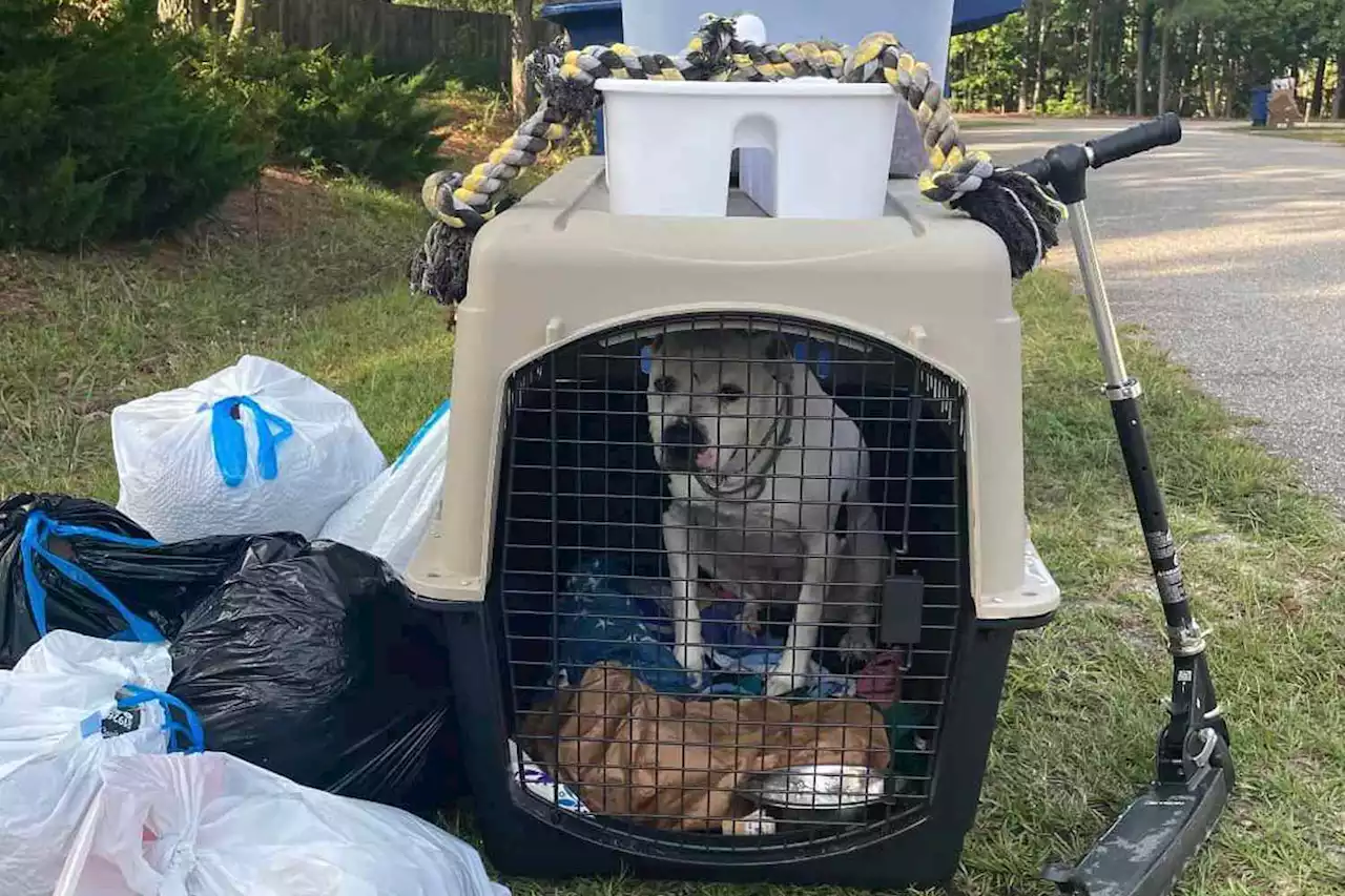 'Sweetheart' Dog 'Put Out with the Trash' by Previous Owner Finds Loving New Home