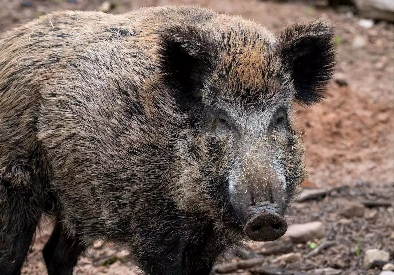 Afrikanische Schweinepest: Stendal bietet Fundmelder