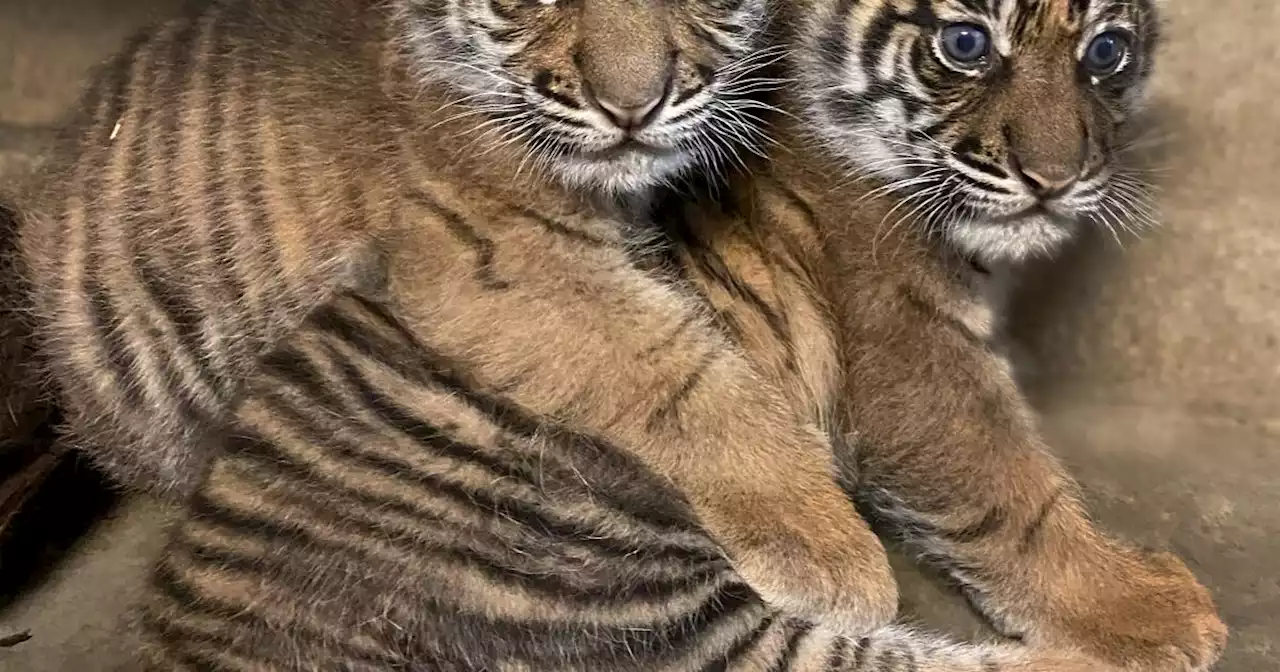 2-month-old tiger cubs at San Diego Zoo Safari Park get names