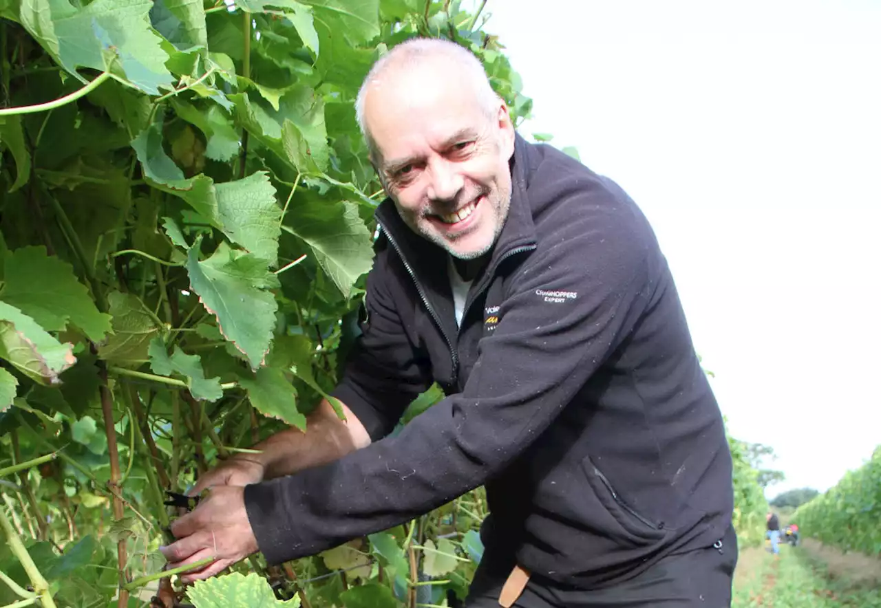 Shropshire Vineyard set to have a bumper vintage