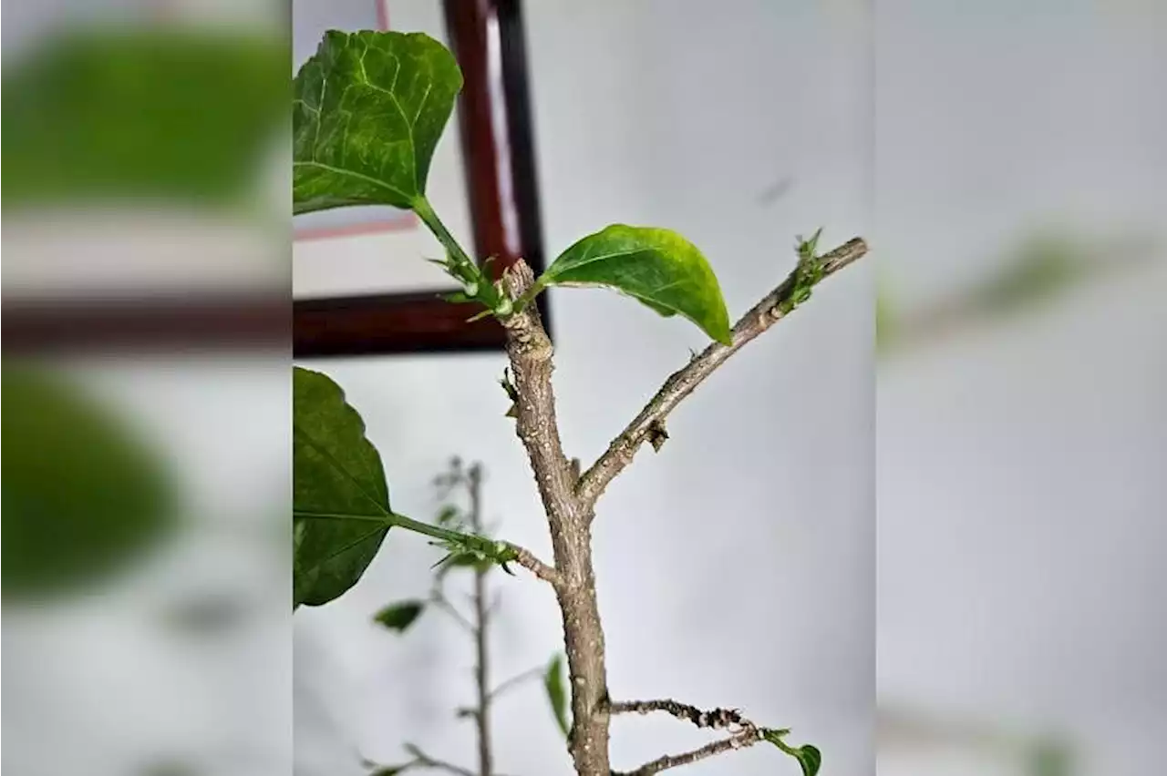 Root Awakening: Brown bumps on hibiscus are lenticels