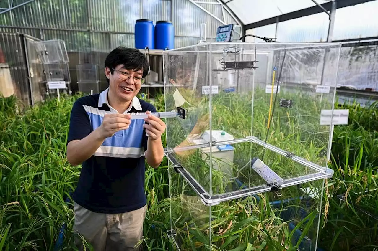 Singapore lab makes strides in identifying optimal rice growing conditions with reduced methane