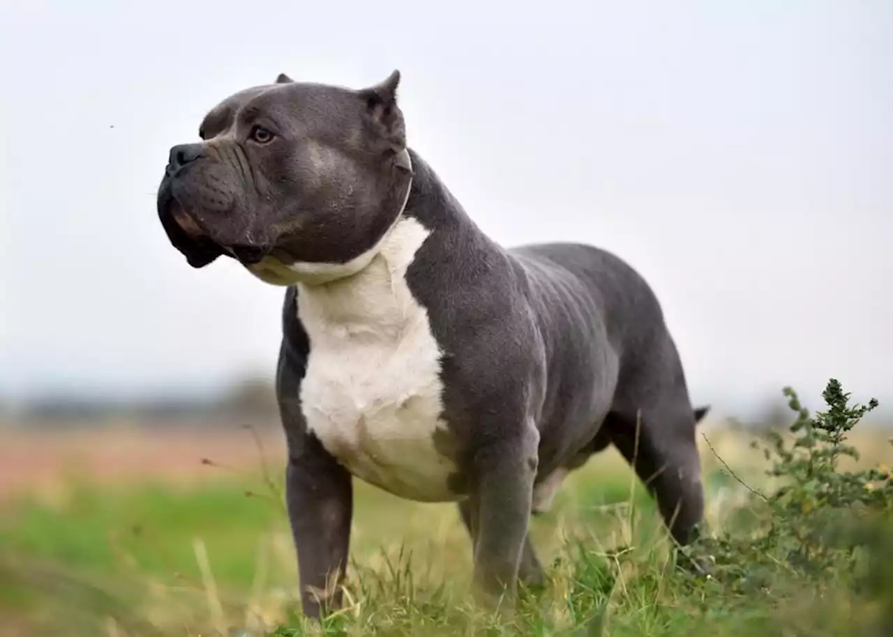 American XL bully dogs to be banned by end of year