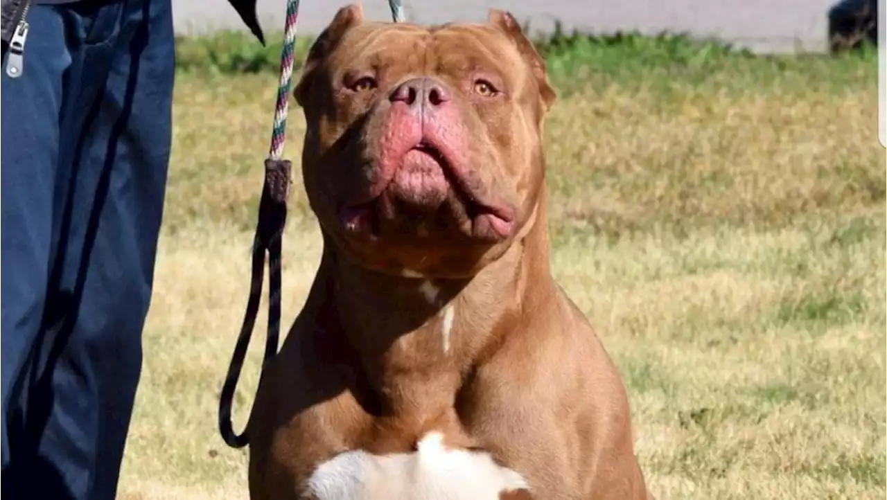 What happens if you own a banned dog after Rishi Sunak announces XL Bullies will be outlawed