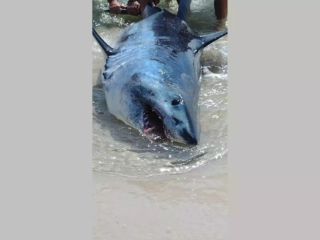 ‘Look at them freakin’ teeth!’ Beached shark rescued on the Gulf