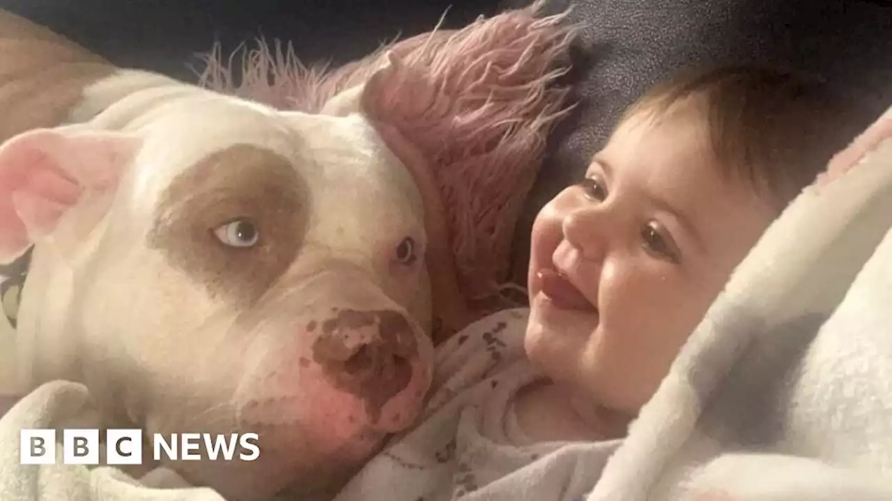 'I trust my American bully XL around my baby daughter'