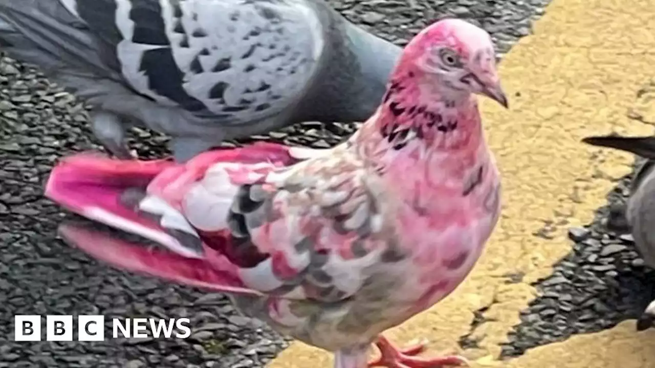 Mystery pink pigeon baffles locals in Bury town centre