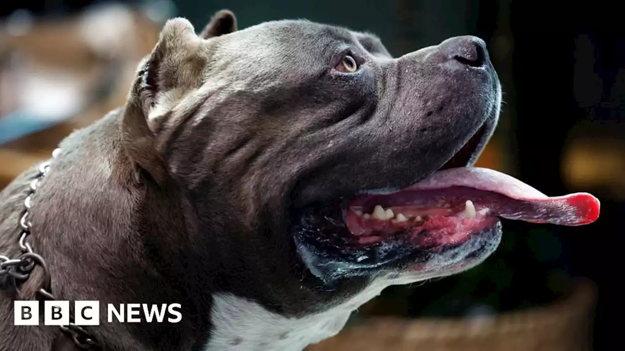 American XL bully dogs: London dog bite victims call for ban