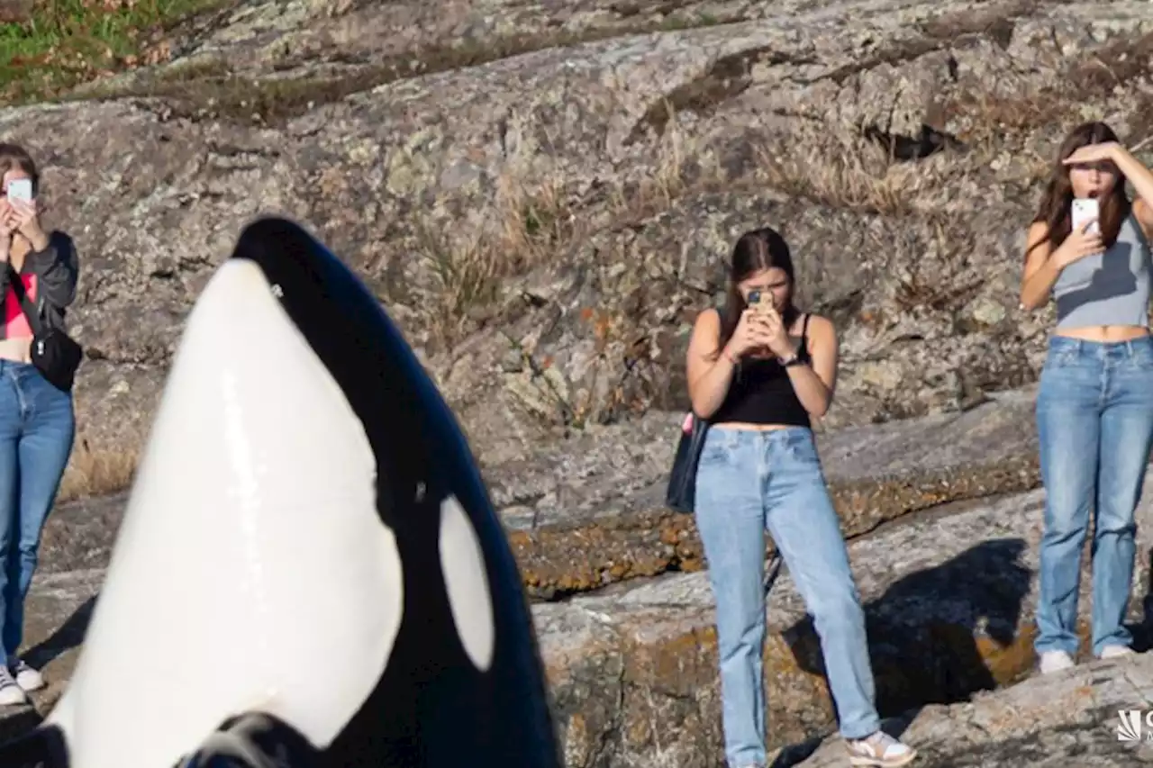 Photographer searching for strangers in spectacular orca photo